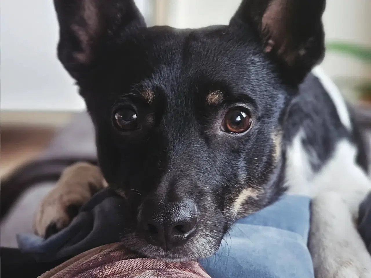 Billede 1 - Tilbydes til parring han hund