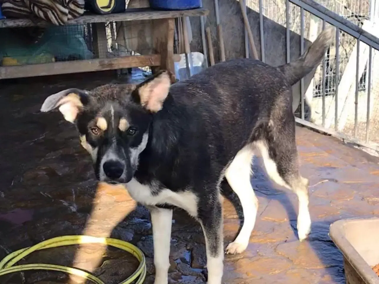 Billede 8 - Sødeste Sunny søger familie 