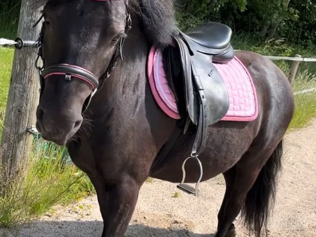 Billede 2 - Blandnings pony hoppe 5 år 