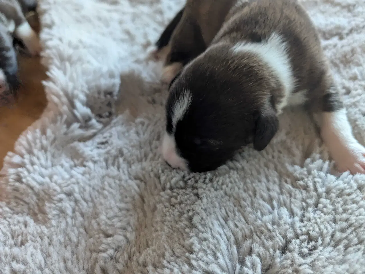 Billede 7 - Blandingshvalpe corgi mix