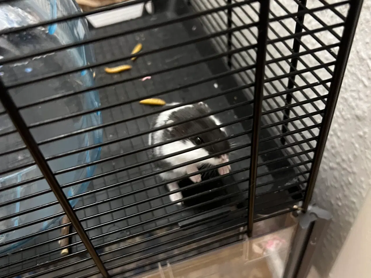 Billede 3 - Bur med hamster 