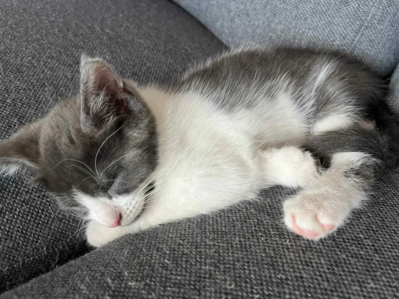 Billede 2 - 4 skønne killinger, hvor mor er Maine Coon sælges