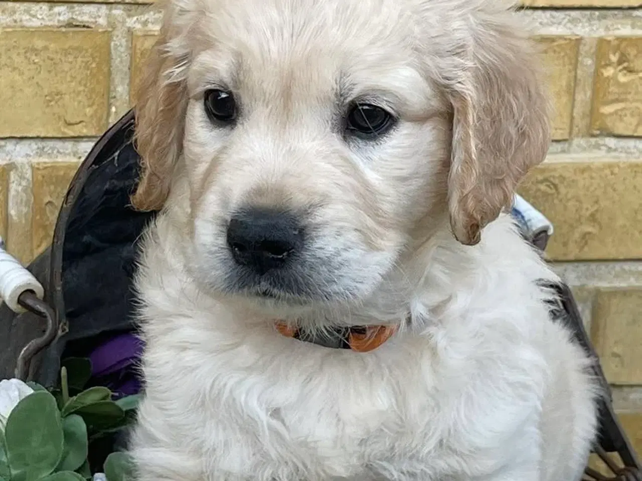 Billede 2 - Golden Retriever /labrador hvalpe