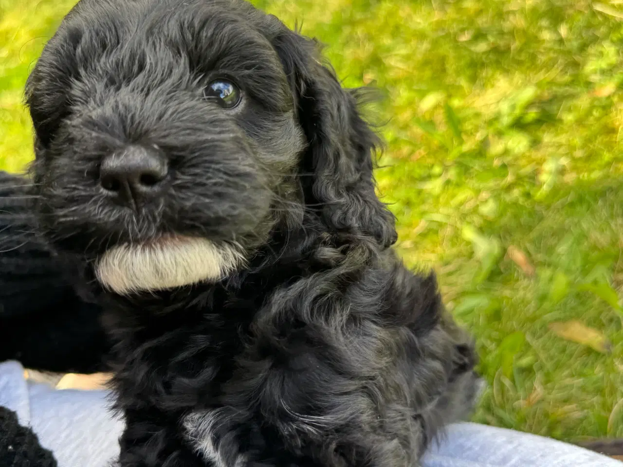 Billede 2 - Skønne Cockapoo-hvalpe søger sit endelige hjem