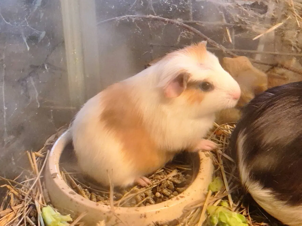 Billede 2 - Marsvine unger 