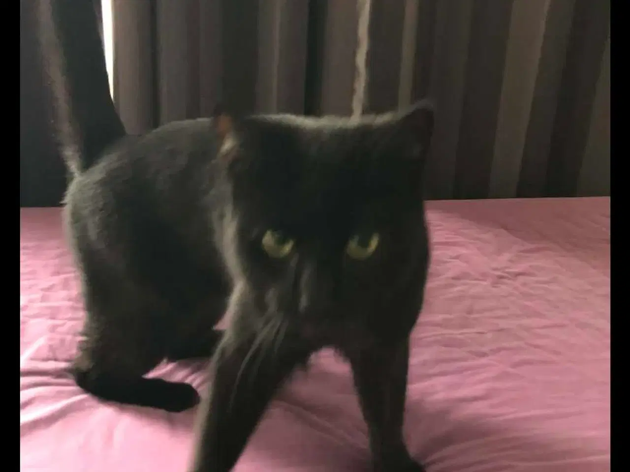 Billede 3 - Super sød kat