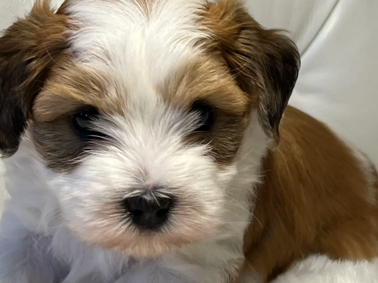 Billede 3 - 💙Skal Ditlev være din 💙