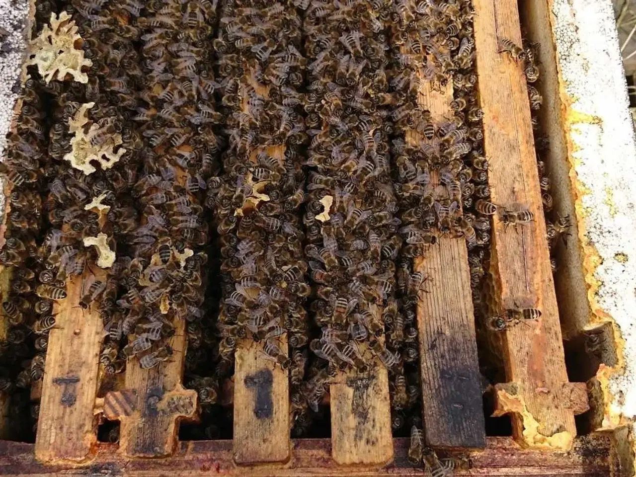 Billede 1 - 3 buckfast bifamilier søger nyt hjem