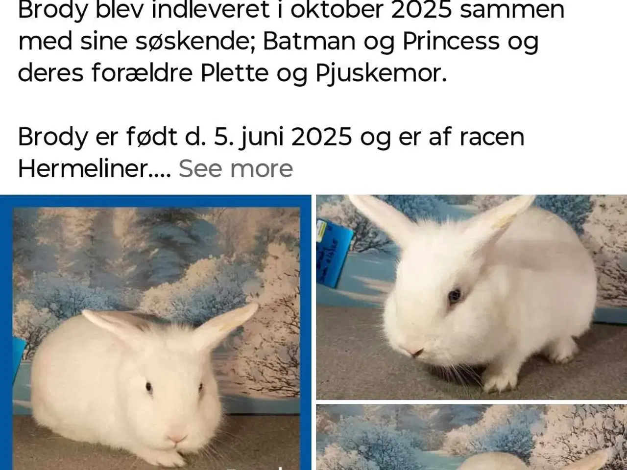 Billede 2 - Vaccineret han  kanin dreng