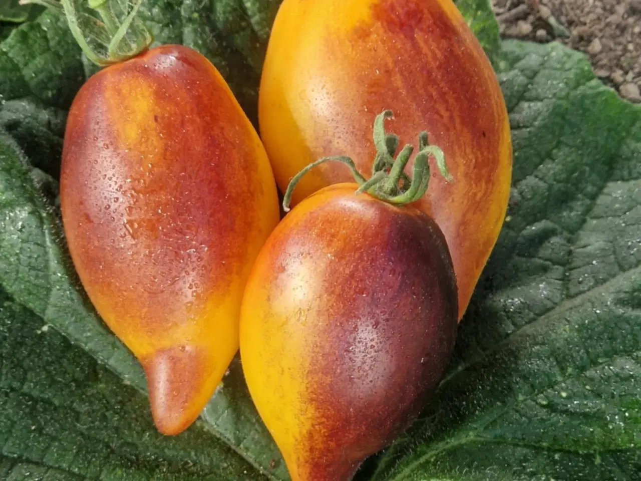 Billede 10 - TOMATFRØ - 300 sorter!!