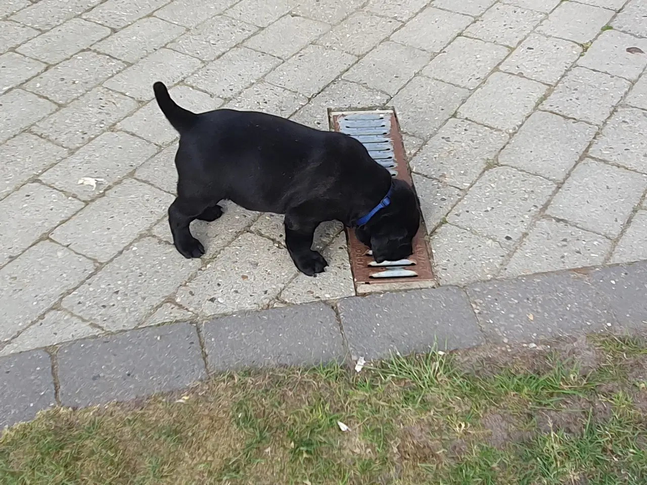 Billede 5 - Labrador f1 
