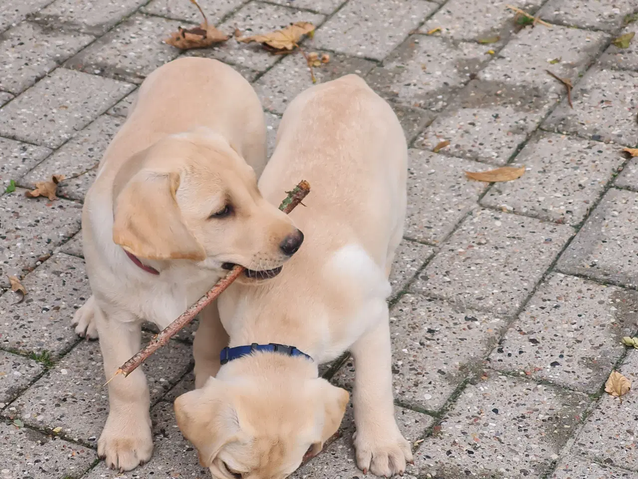 Billede 7 - Gule labrador hvalpe.