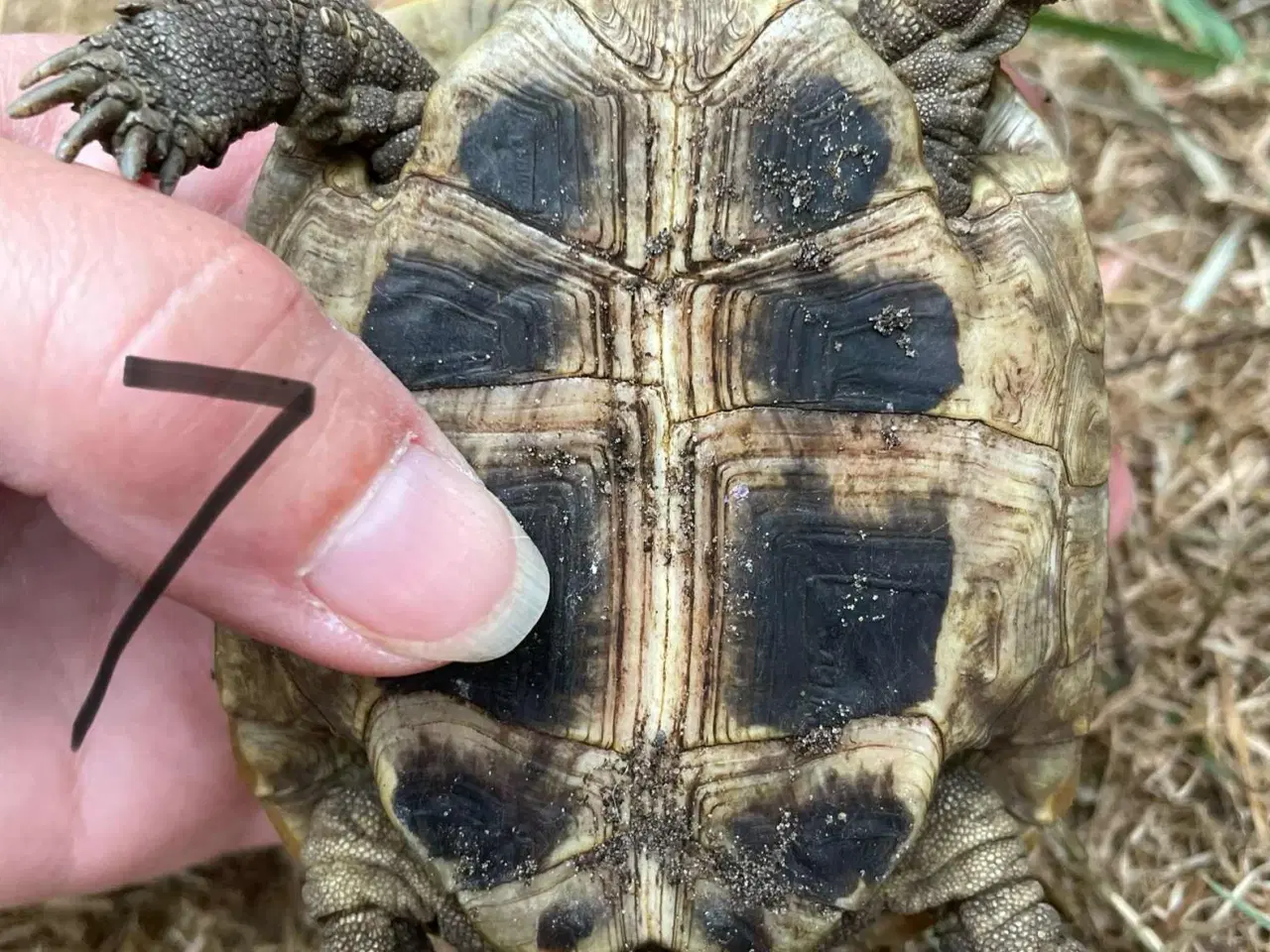 Billede 11 - Skildpadder, Græske landskildpadder 7-9 år