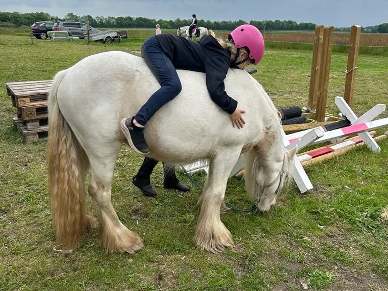 Billede 9 - Irish Cob - Tinker hoppe - 2 år