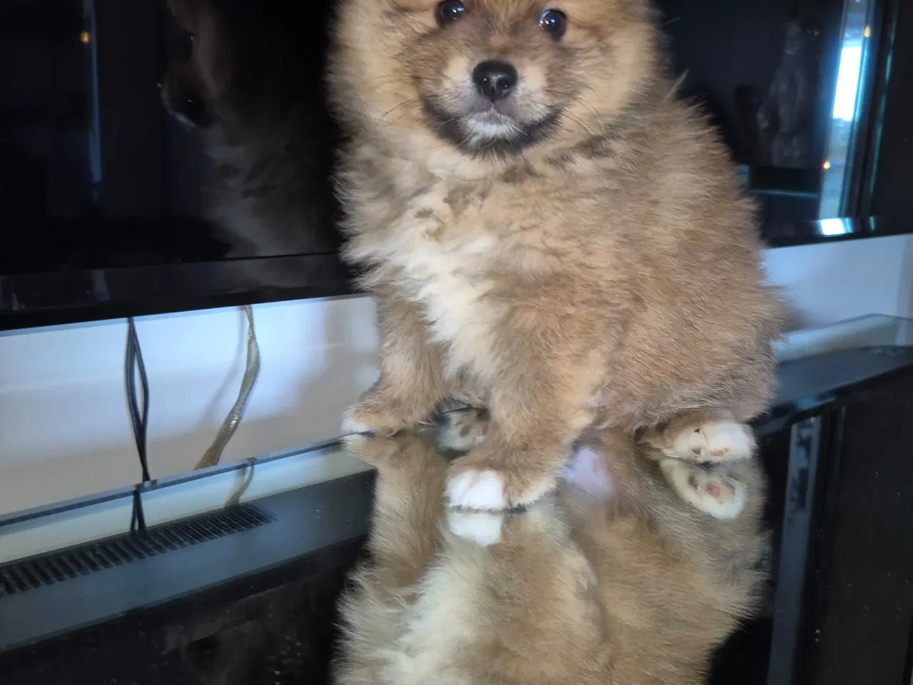 Billede 3 - Pomeranian 