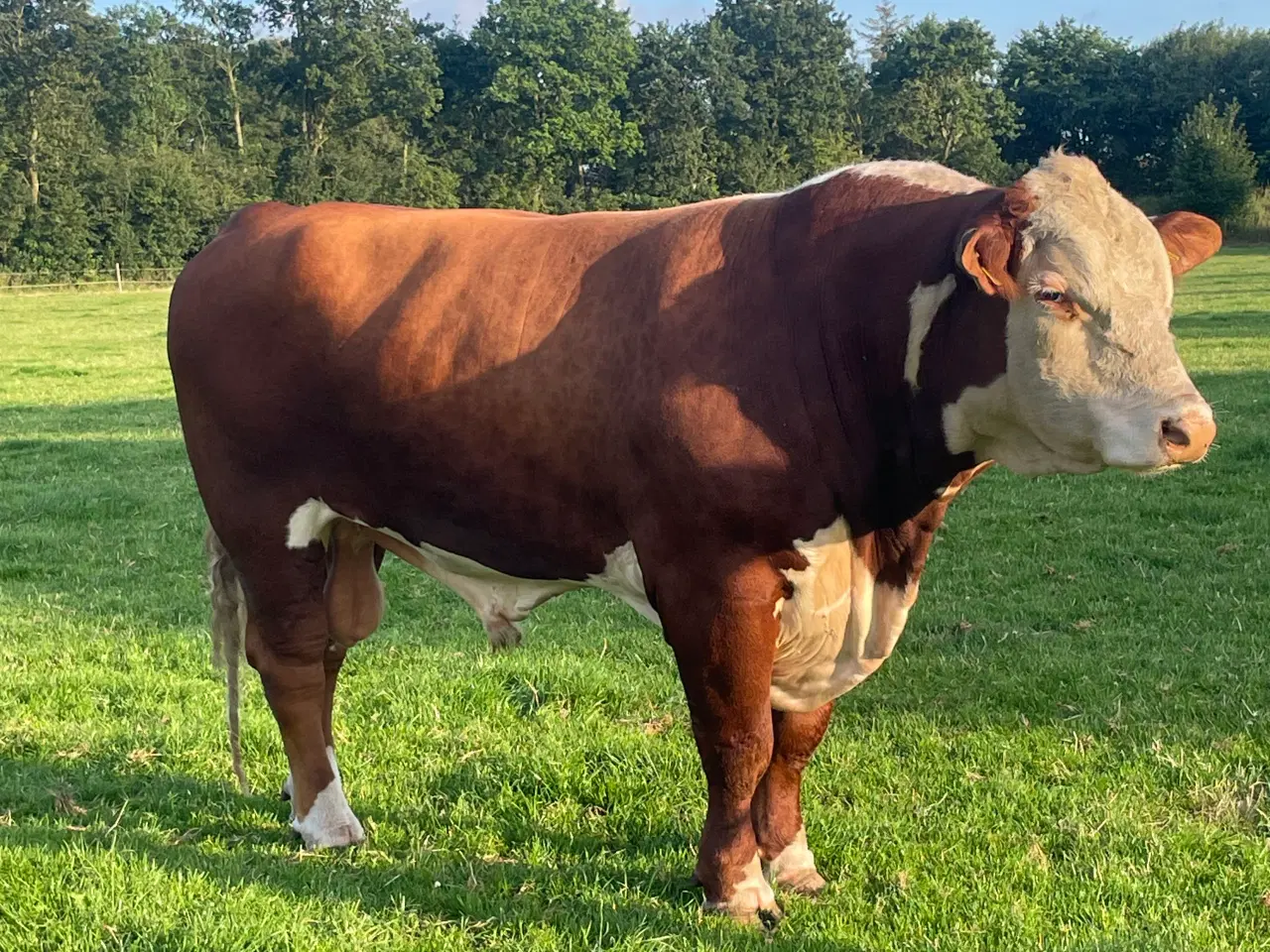 Billede 5 - Hereford tyr sælges 