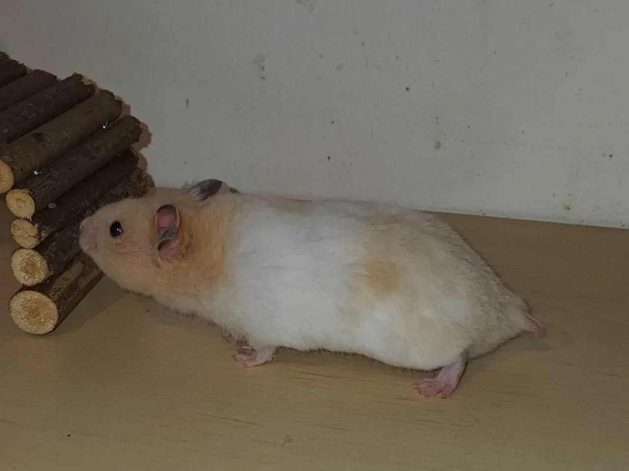 Billede 11 - Guldhamster unger