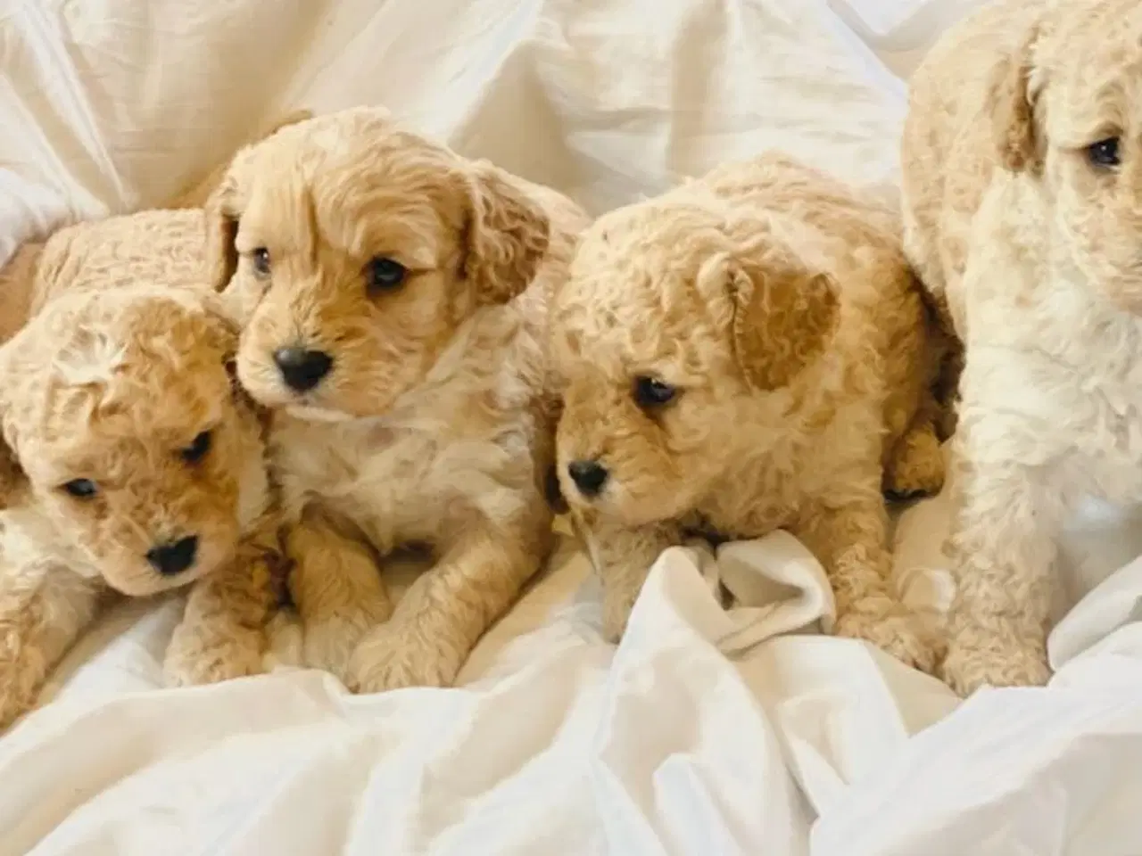 Billede 3 - Cavapoo hvalpe 
