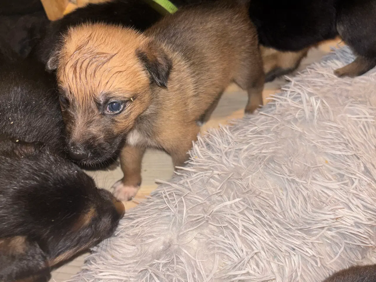 Billede 5 -  🐾 Schæfer/rottweiler hvalpe