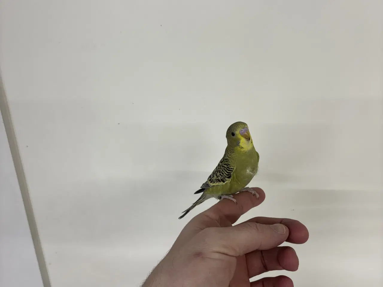 Billede 4 - Håndterede unger