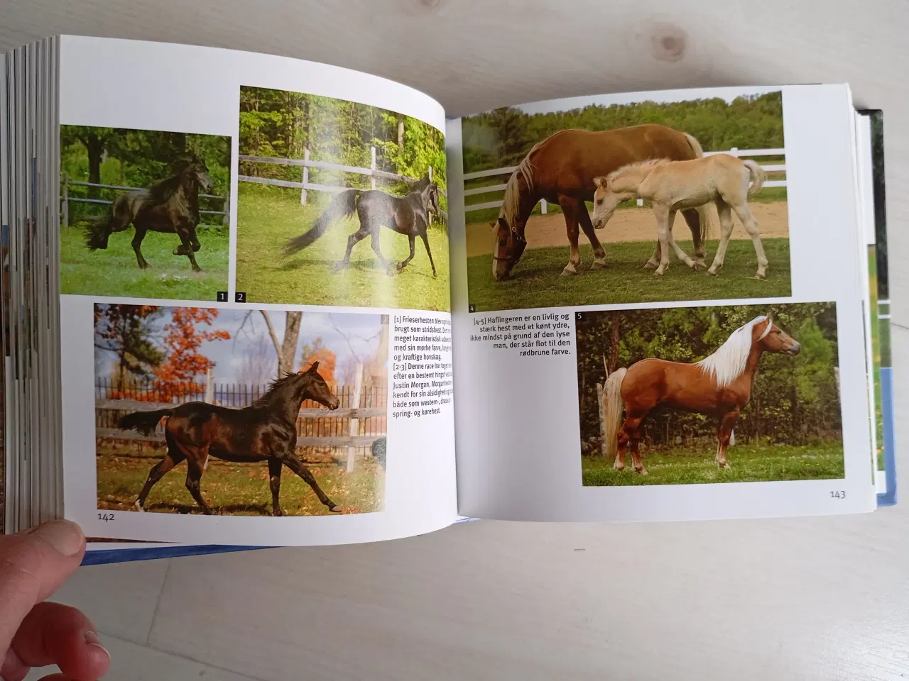 Billede 8 - Heste 1001 Fotos