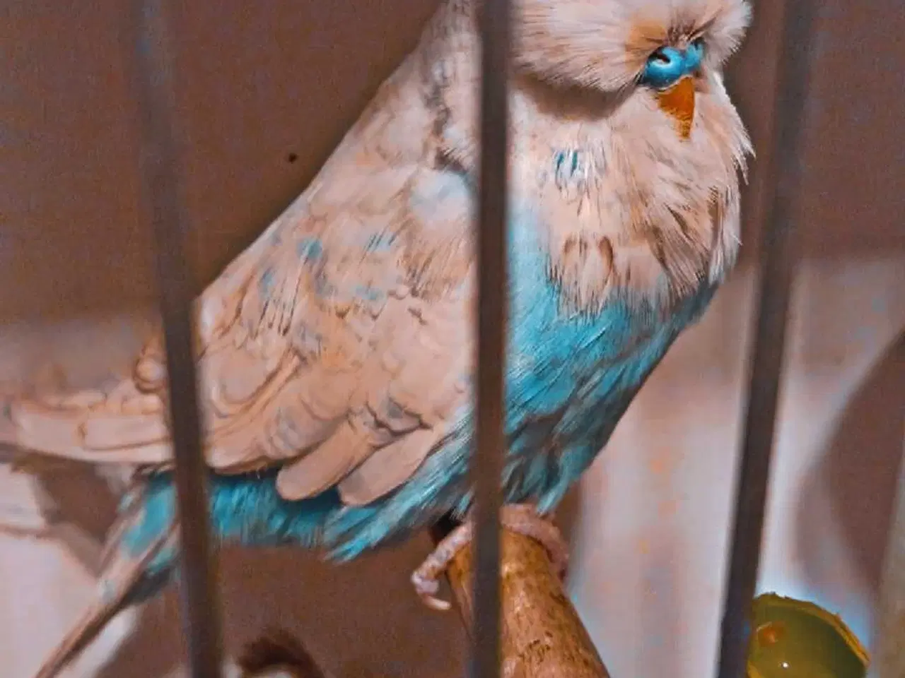 Billede 5 - Fin engelsk undulat han