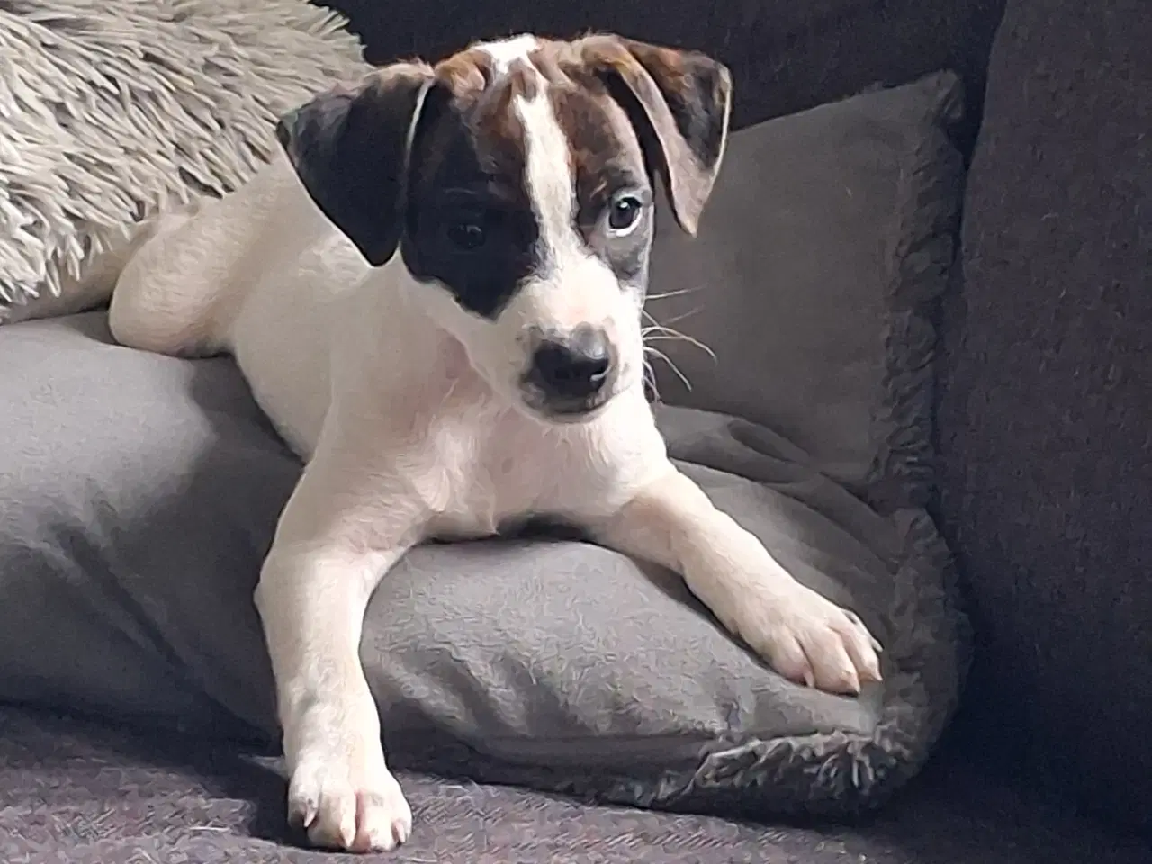 Billede 2 - Skønneste d/s gårdhund hvalp 