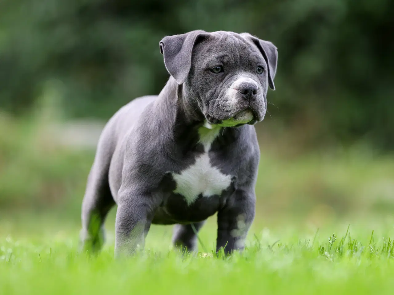 Billede 8 - American Bully