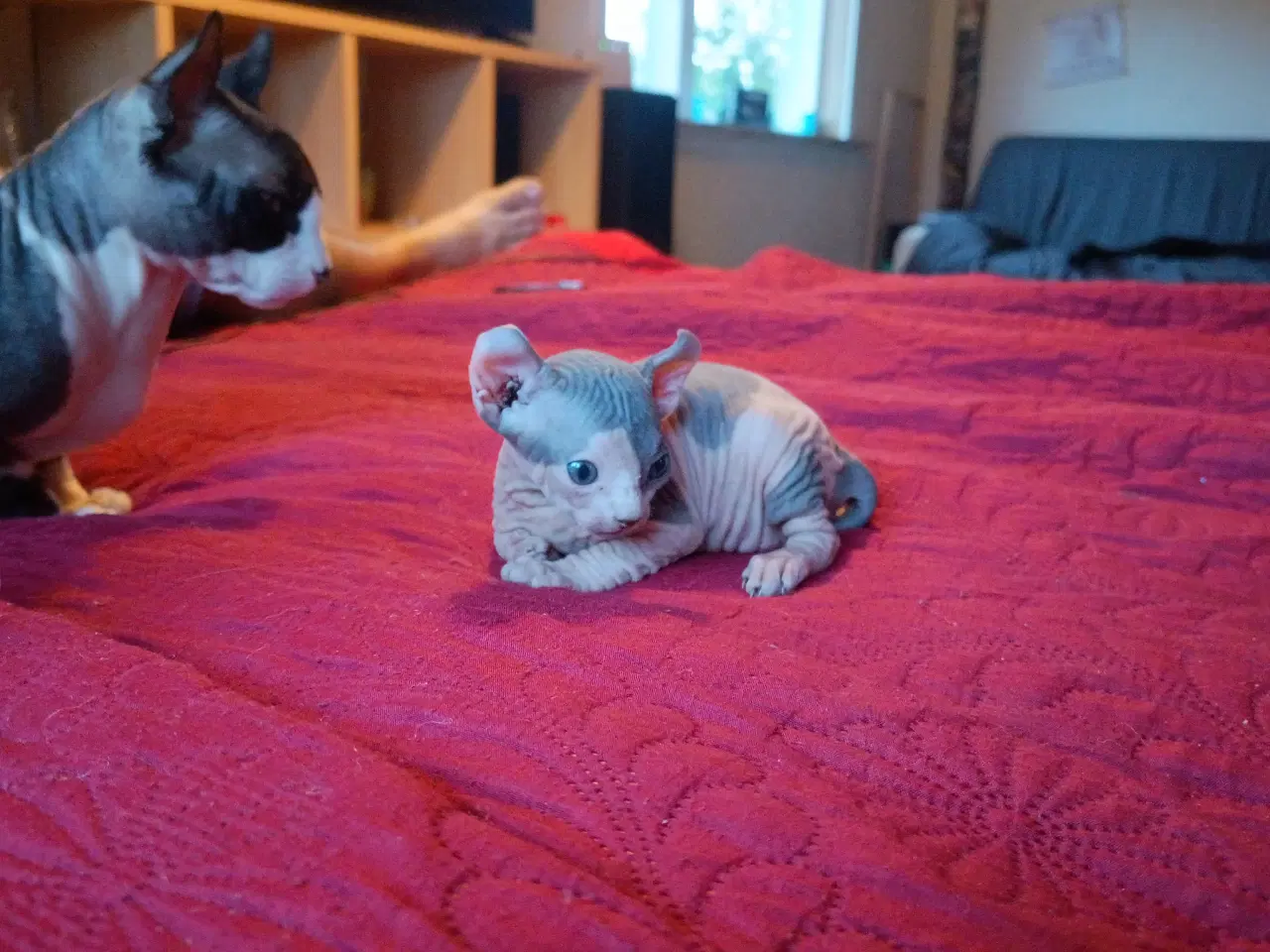 Billede 5 - Sphynx Elf kat