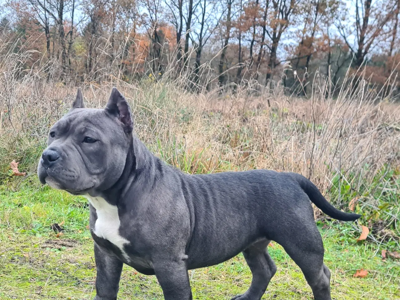 Billede 1 - American Bully Pocket ABKC