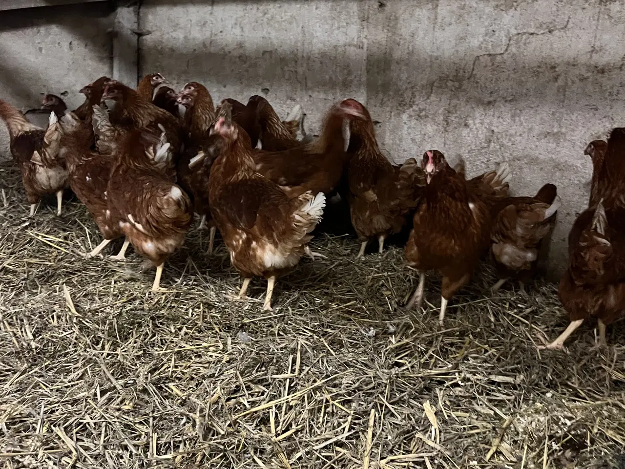Billede 3 - Isa Brown / rød amerikaner høns