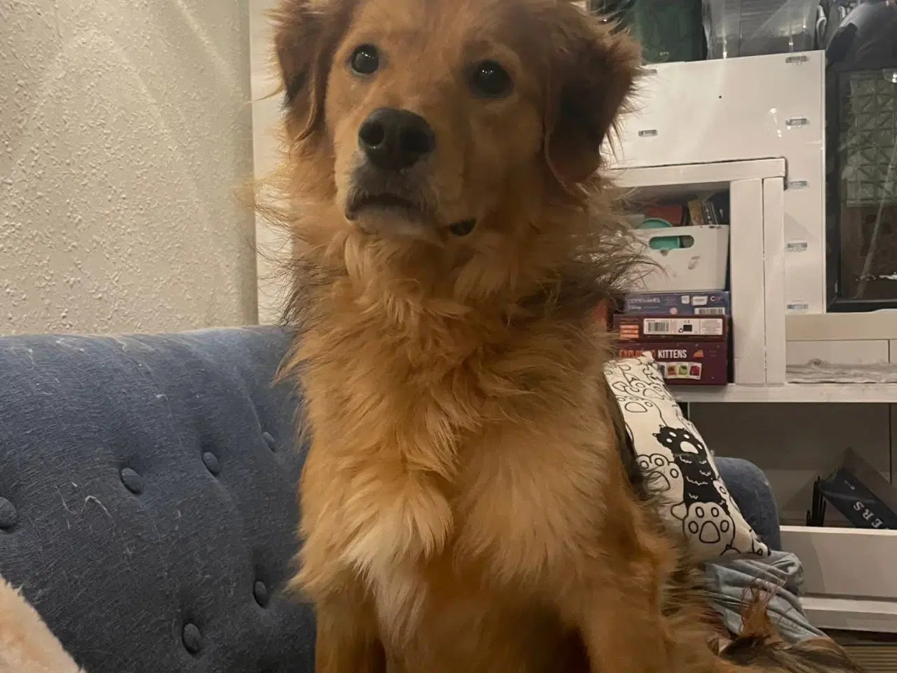 Billede 2 - Frodo søger familie! 🩵