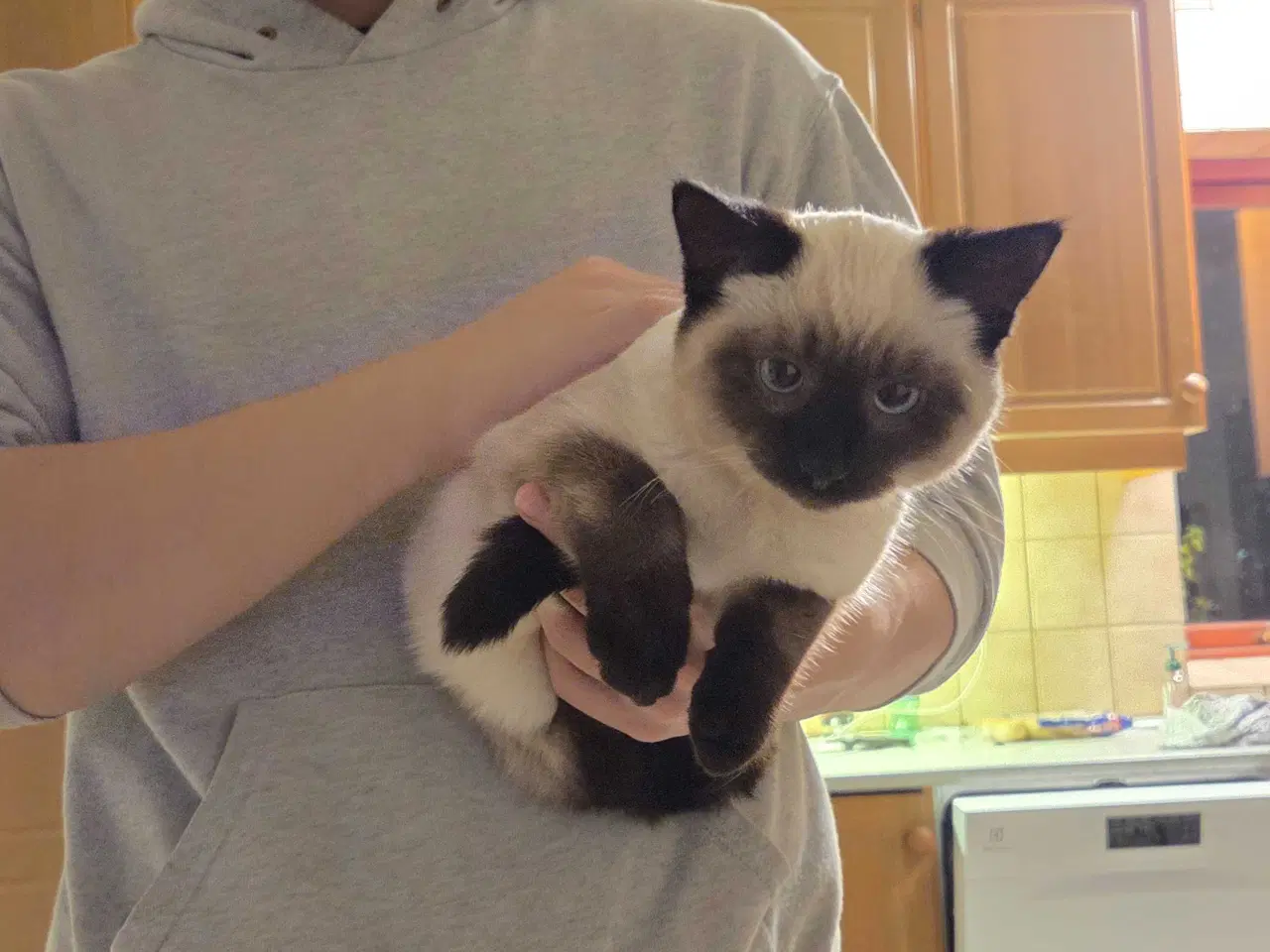 Billede 3 - Sødeste han killing