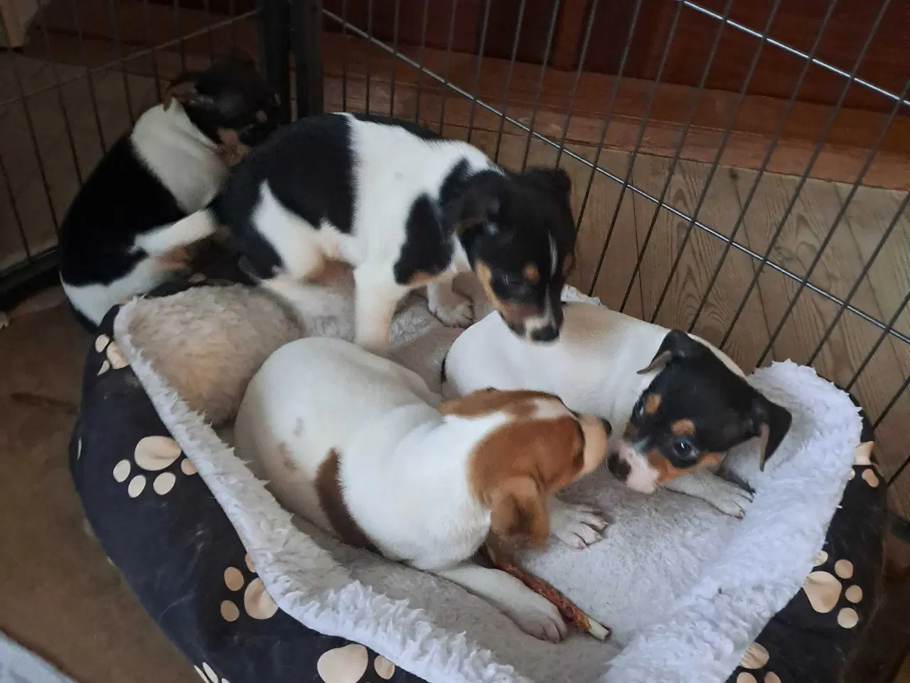 Billede 9 - Dansk svensk gårdhund hvalpe