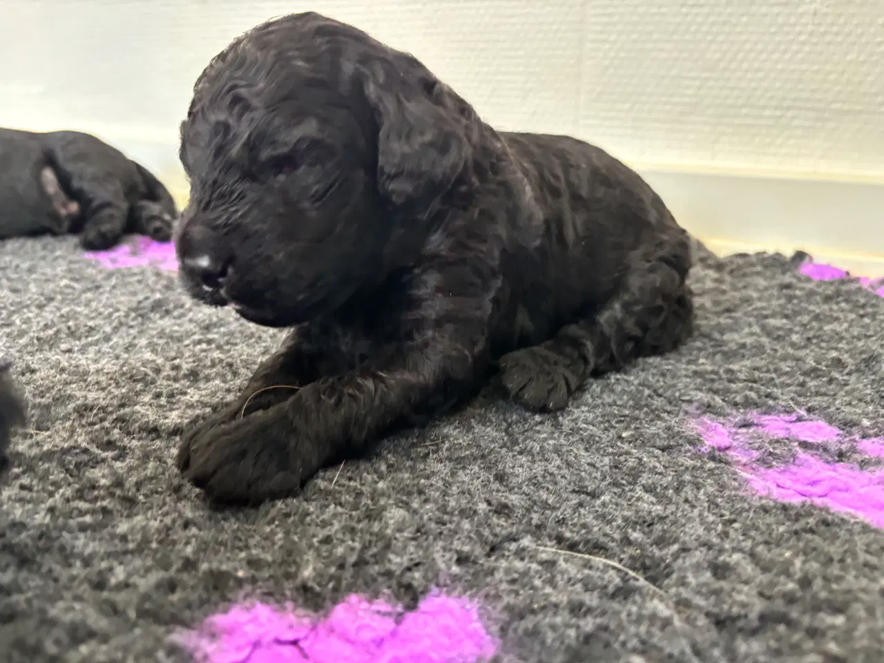 Billede 6 - Labradoodle goldendoodle doodle hvalpe 