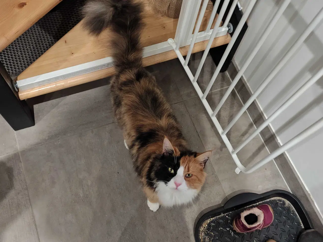 Billede 1 - Norsk Skovkat blanding søger nyt hjem 