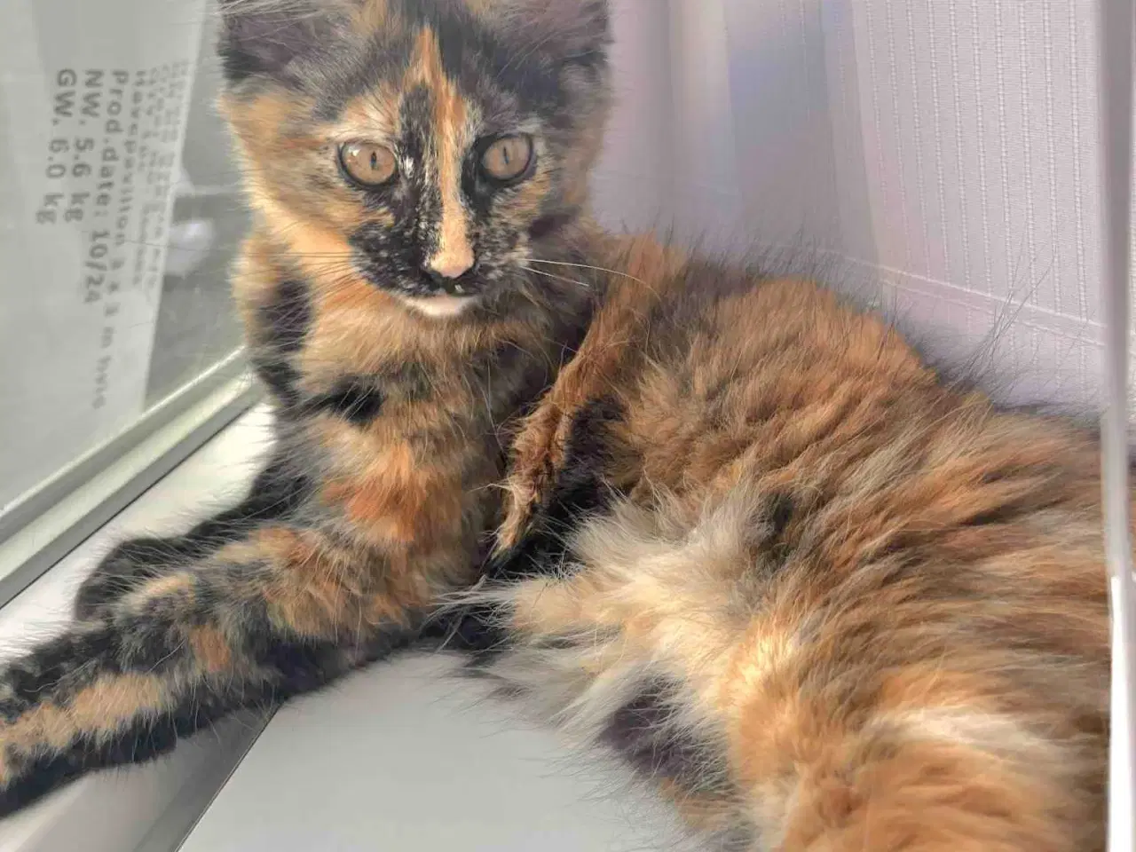 Billede 3 - De sødeste Maine coon killinger