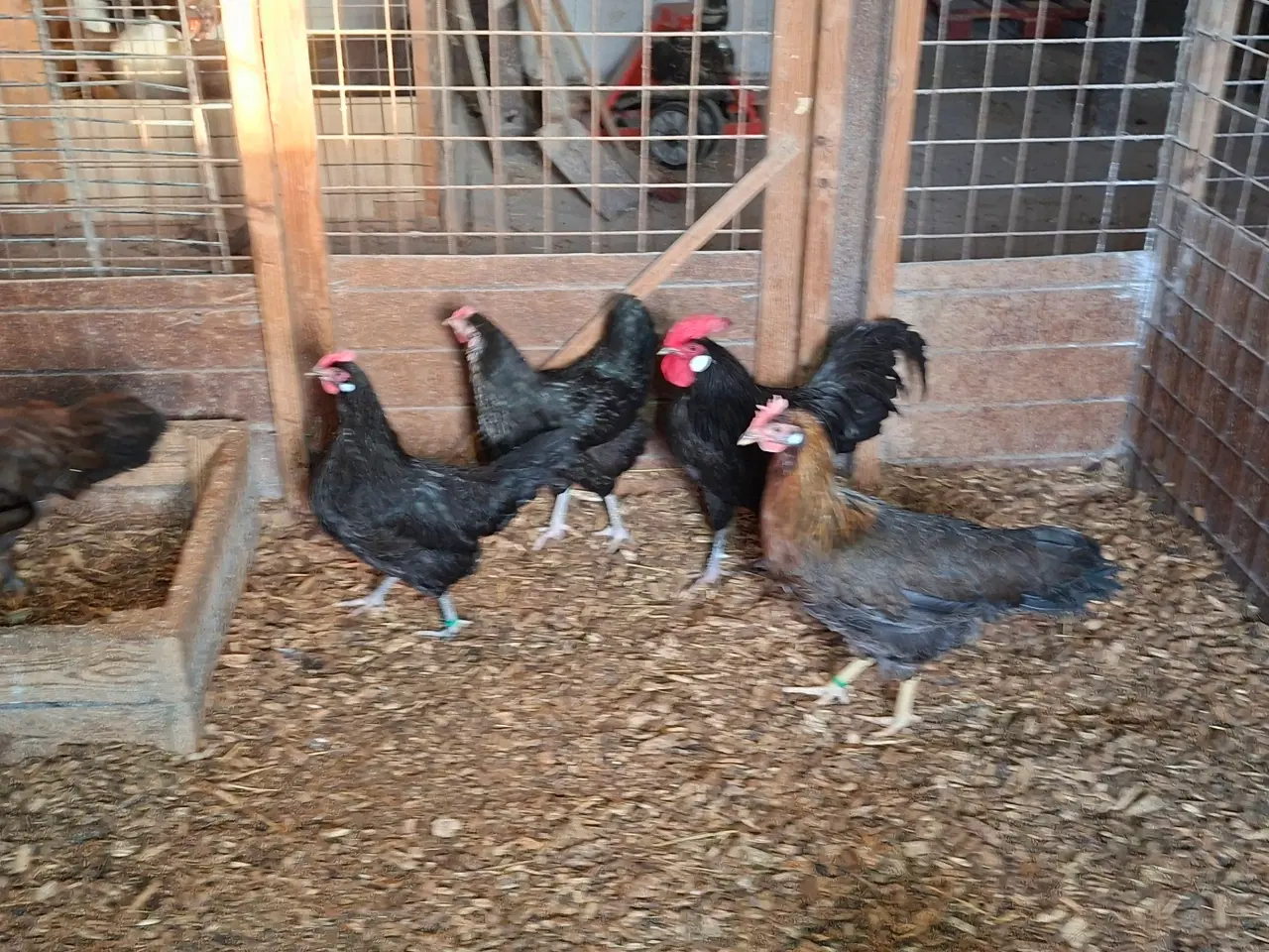 Billede 2 - Høns