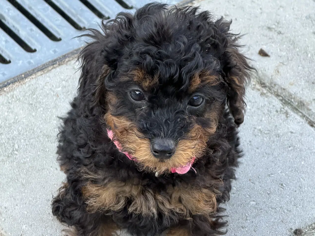 Billede 8 - Cavapoo hvalpe Rejseklar 🧳❤️🐾