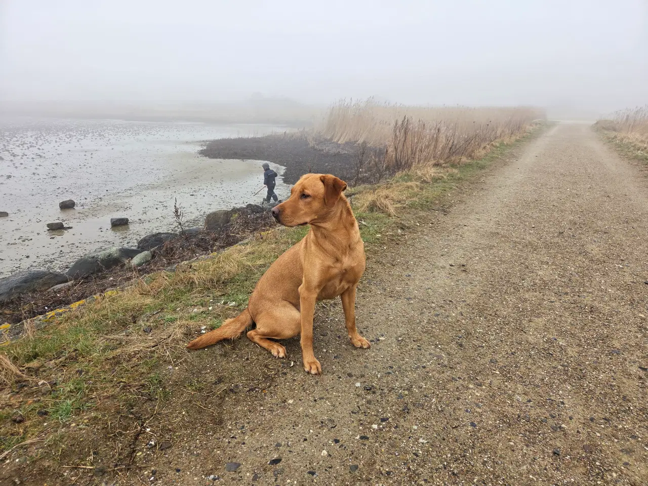 Billede 10 - Labrador retriver foxred