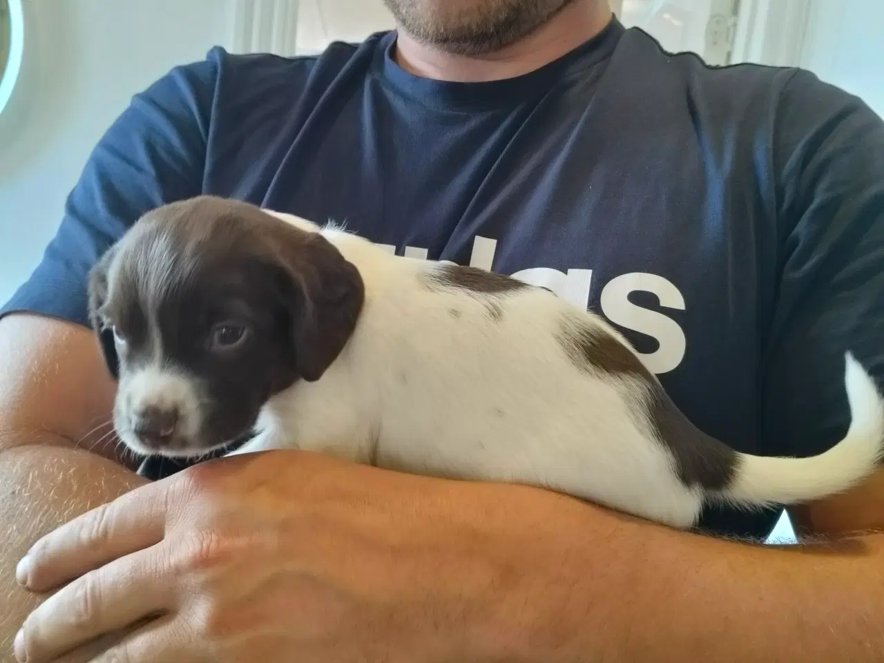 Billede 12 - Springer spaniel klar den 4 august til nyt hjem. 