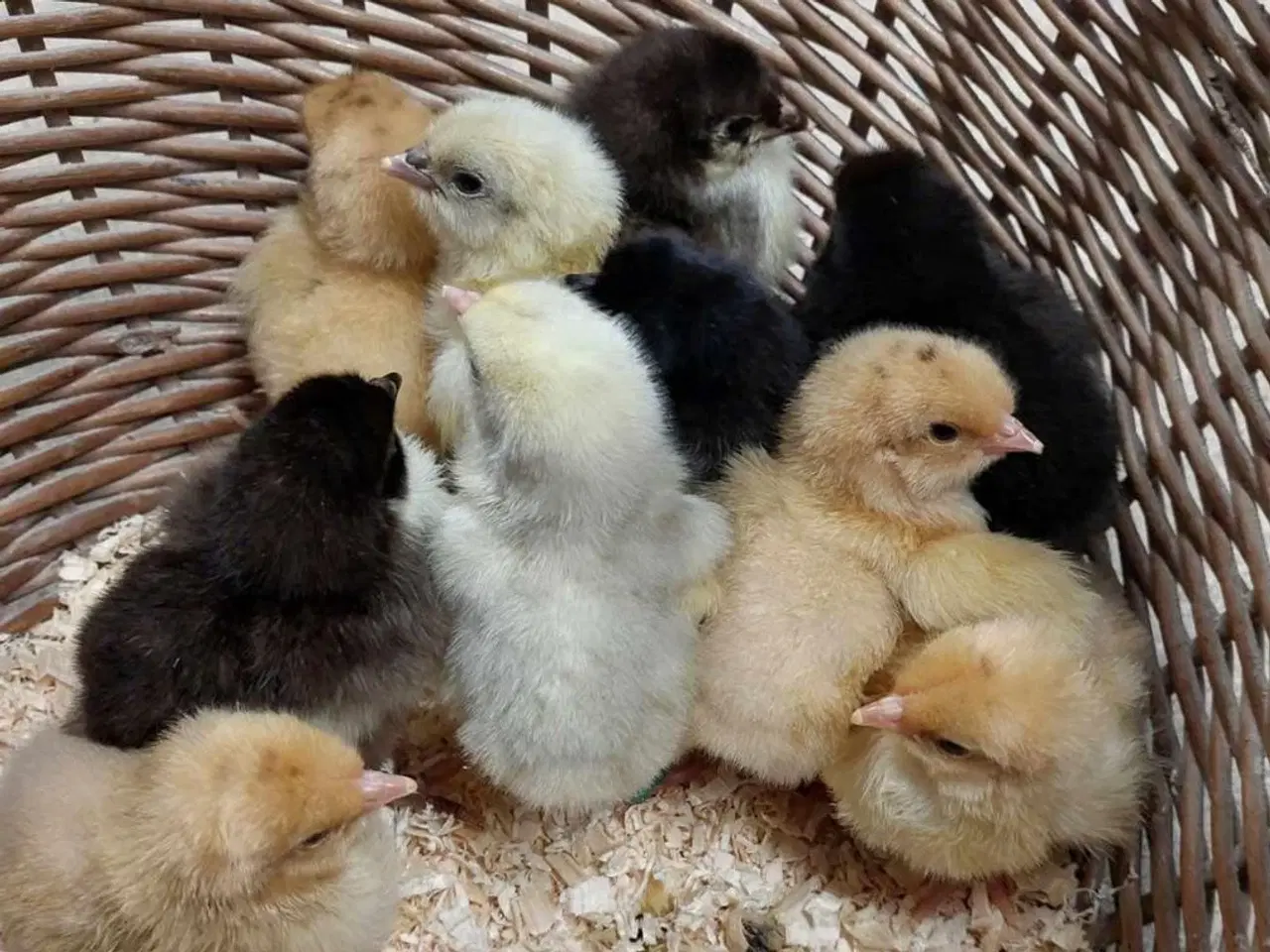 Billede 5 - Tilbyder udrugningen af din æg 