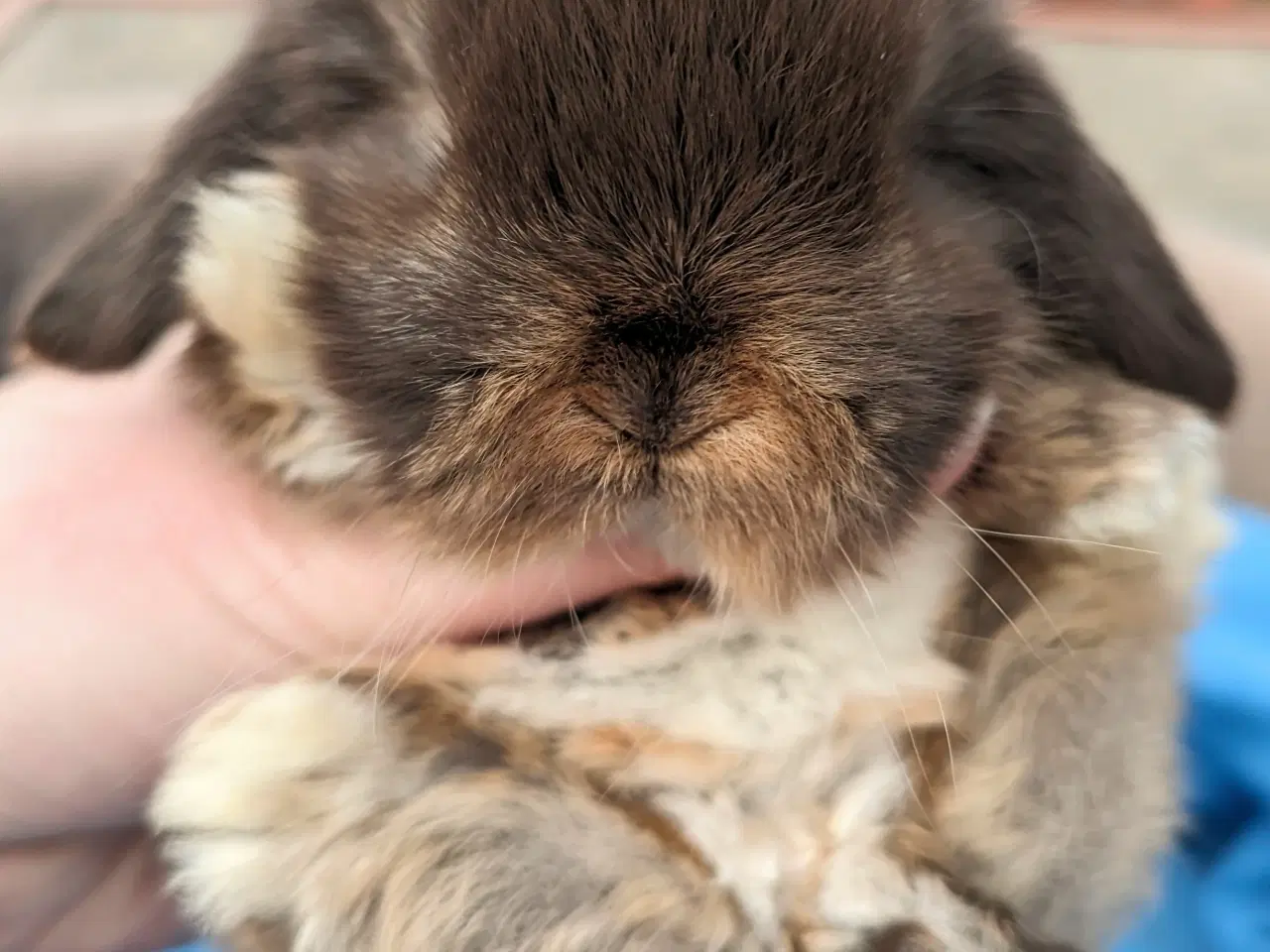 Billede 8 - Minilop kaninunge sælges