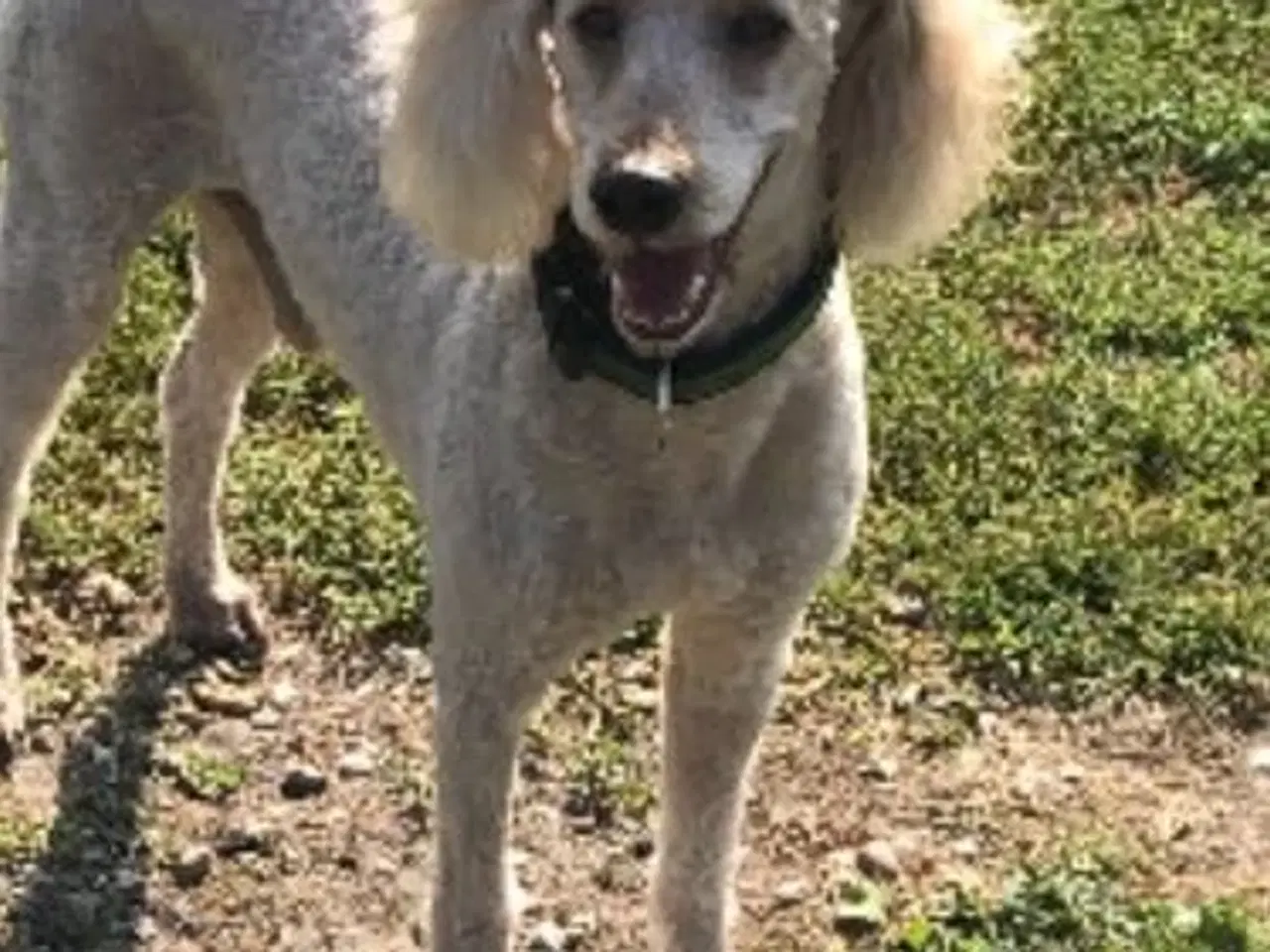 Billede 10 - Mellem labradoodle hvalpe Multigen