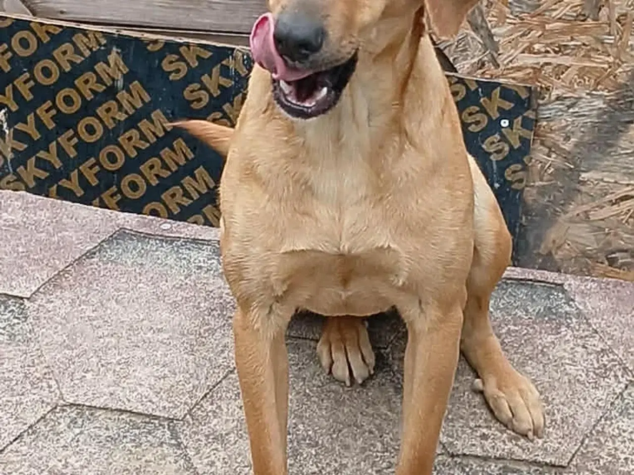 Billede 4 - Søde Lady søger sit 4ever hjem