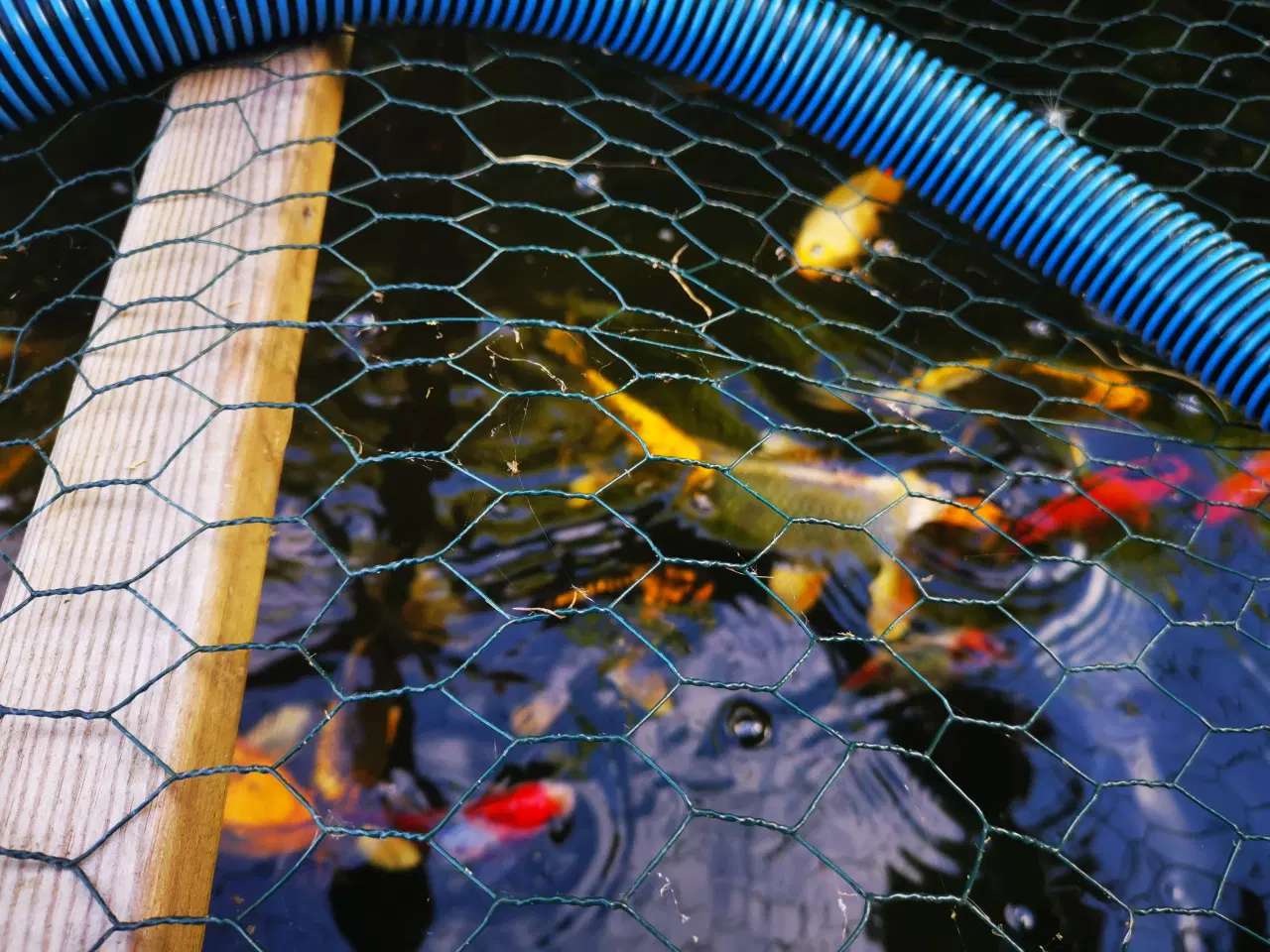 Billede 2 - Havedam fisk, KOI OG GULEMDER 27 - 35cm