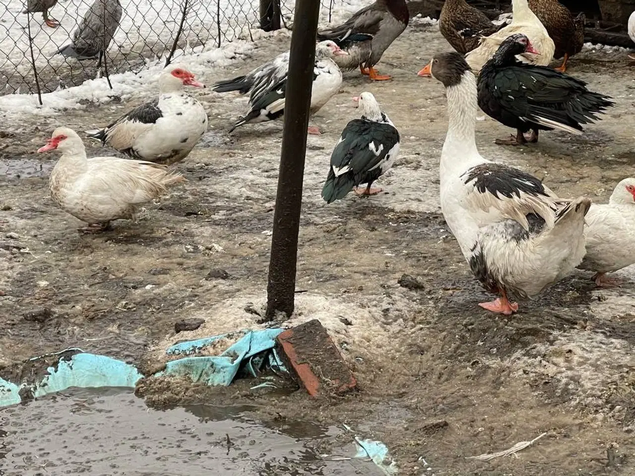 Billede 5 - Moskusænder til salg fra 250kr i 6818 Moskusanden 