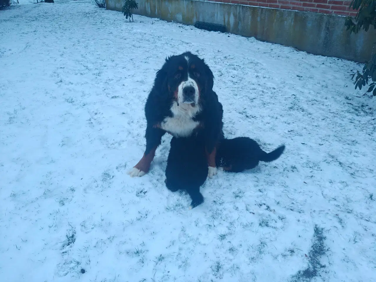 Billede 5 - Berner Sennen hanhvalp Dkk