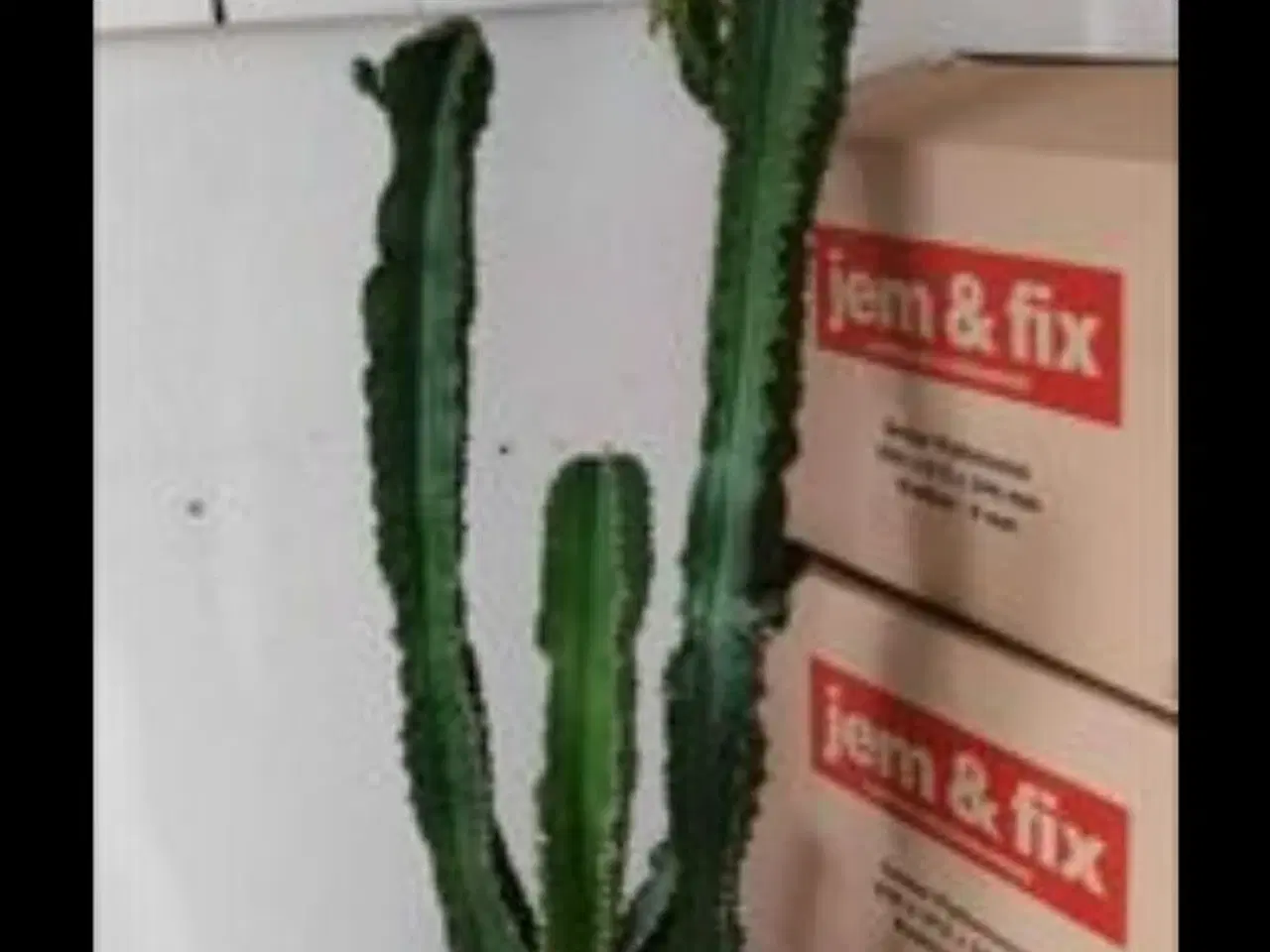 Billede 1 - Kaktus