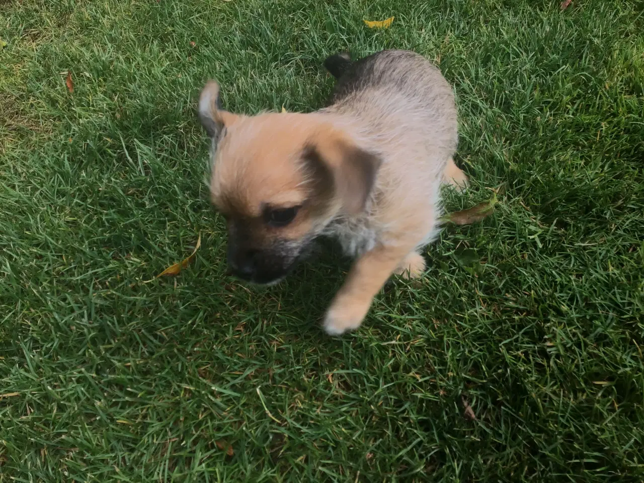 Billede 2 - Chihuahua blanding 